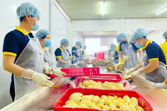 Xuất khẩu rau quả: chuyển lợi thế thuế quan thành lợi thế chất lượng