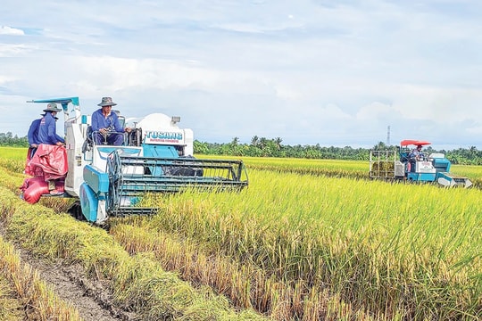 Cần Thơ: Nâng cao chuỗi giá trị lúa gạo