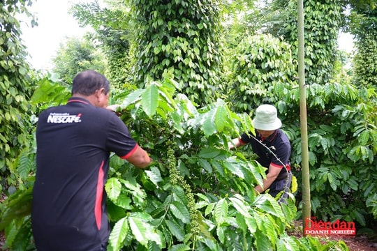 Sửa Luật Thuế giá trị gia tăng: Khơi nguồn lực cho lĩnh vực nông nghiệp