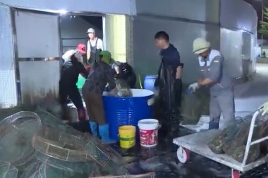 Quảng Ninh đột phá nuôi trồng thủy sản bằng công nghệ 4.0