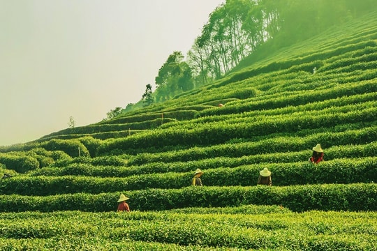 Dấu ấn sáng tạo trong phát triển sản phẩm và thương hiệu chè ở Lâm Đồng