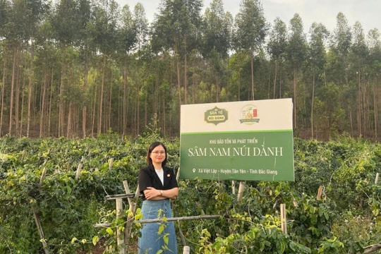 Khởi nghiệp Quốc gia 2025: Dự án Sâm Tổ Núi Dành lọt Top 20 dự án xuất sắc