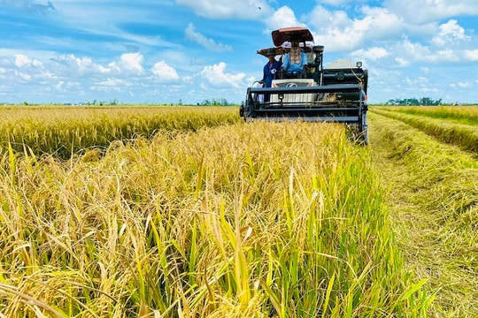 Sản xuất gạo giảm phát thải - đòn bẩy nâng tầm hạt gạo Việt