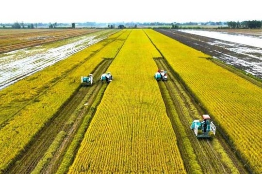 Sản xuất gạo giảm phát thải – đòn bẩy nâng tầm hạt gạo Việt