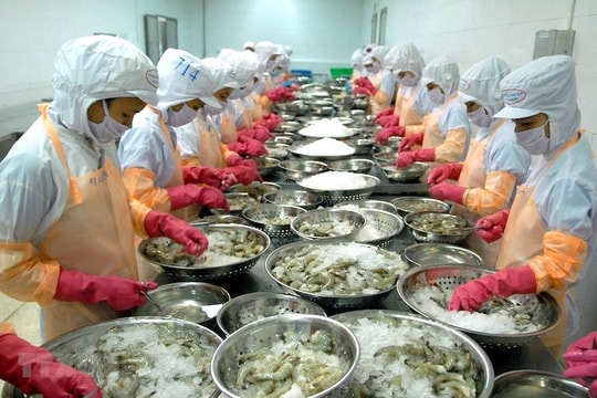Tôm "dẫn dắt" đưa xuất khẩu thuỷ sản dự kiến đạt mốc 11 tỷ USD