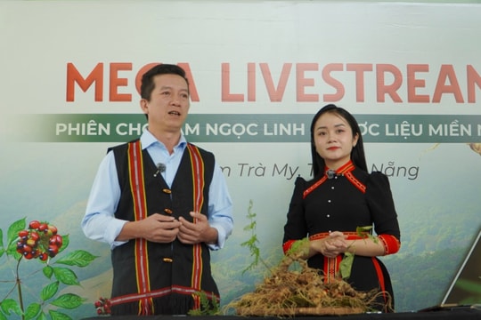Livestream bán sâm Ngọc Linh và vai trò đồng hành của chính quyền