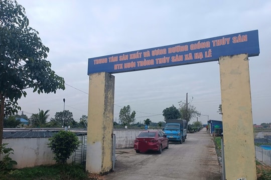 Nghi vấn nguồn gốc cá giống “mác ngoại”: Bài 1 – Bất ngờ hàng “2 không” giá rẻ