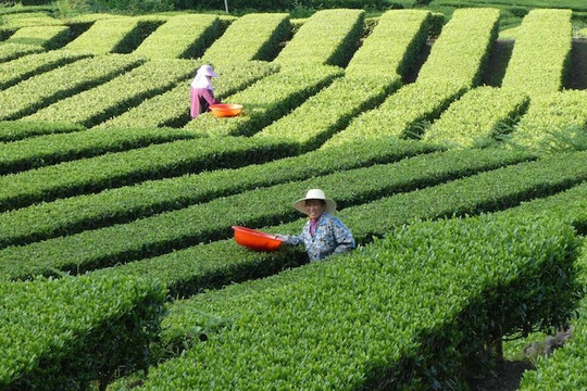 Ứng phó nguy cơ khủng hoảng lương thực