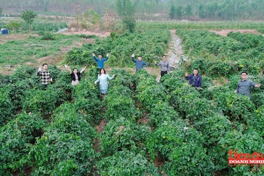 Khởi nghiệp sâm Núi Dành: khoa học dẫn lối, thị trường làm thước đo