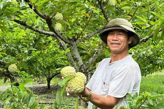 Nông nghiệp Ninh Bình: Khi công nghệ dẫn đường cho những "mùa vàng" bền vững
