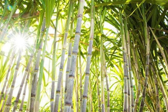 Giá đường giảm sâu, lợi nhuận QNS chịu áp lực