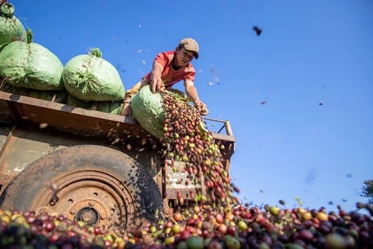 Doanh nghiệp hồ tiêu, cà phê thận trọng với vòng xoáy xung đột Trung Đông