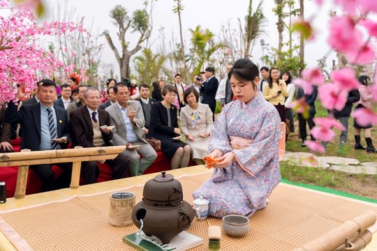 Sắp diễn ra Lễ hội Hoa Anh Đào – Nam Cầu Kiền 2026 tại Hải Phòng