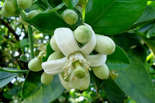 Hương sắc tháng 3 Hà Nội