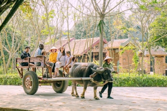 Đưa xe trâu trở thành trải nghiệm du lịch