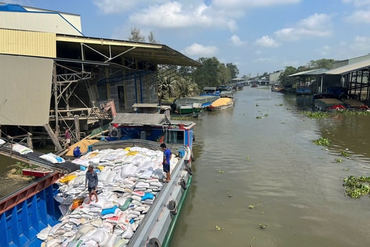 Vụ lúa Đông Xuân đang gặp khó