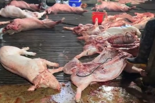 Gần 300 tấn lợn dịch ra thị trường: Lỗ hổng nào trong kiểm soát?