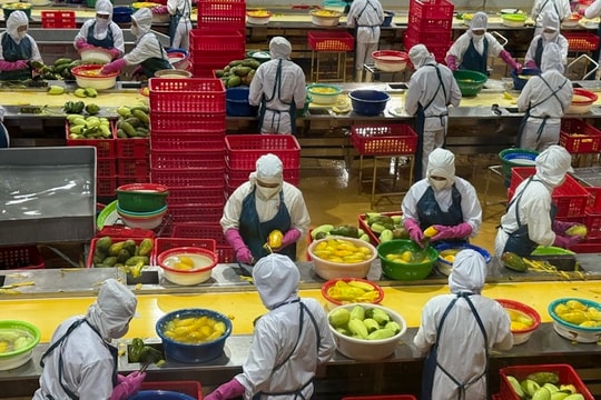 Nghịch lý xuất khẩu nông sản quý I