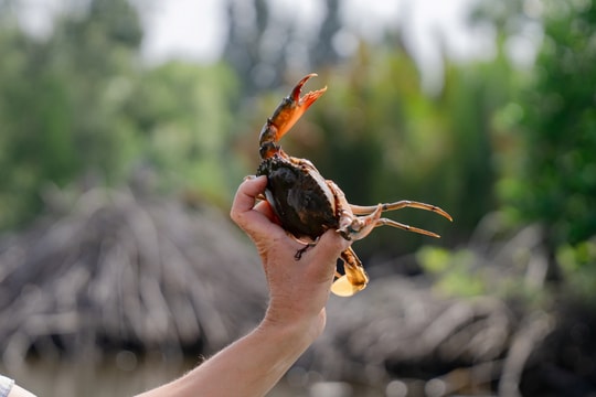 Thích ứng biến đổi khí hậu và hướng đi bảo vệ sinh kế bền vững cho cộng đồng ven biển
