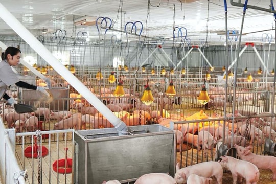 DBC thận trọng đi lùi