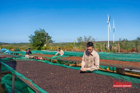 Gia Lai hướng tới “thủ phủ” cà phê Robusta chất lượng cao