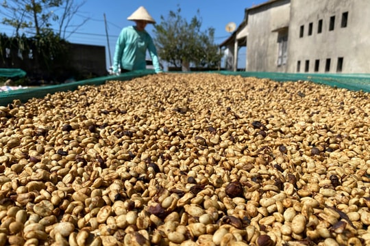 Thoát “ao làng”, OCOP Quảng Trị tìm đường ra thế giới