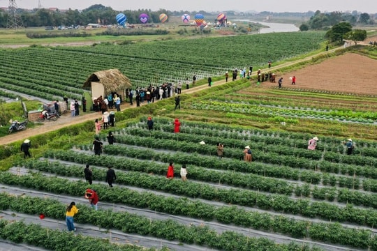 Đa Phúc - khi làng quê ven sông trở thành điểm đến xanh của Thủ đô