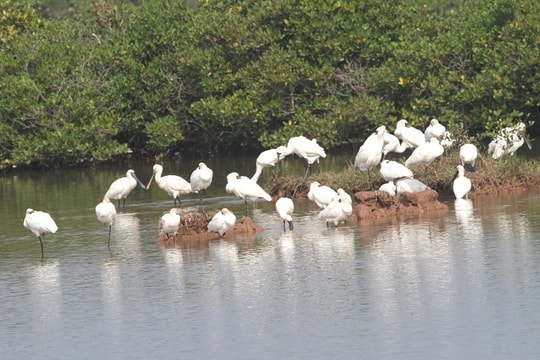 Khám phá Vườn Quốc gia Xuân Thủy