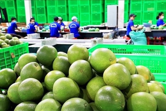 “Luồng xanh” xuất khẩu mở cơ hội mới cho doanh nghiệp trái cây Việt