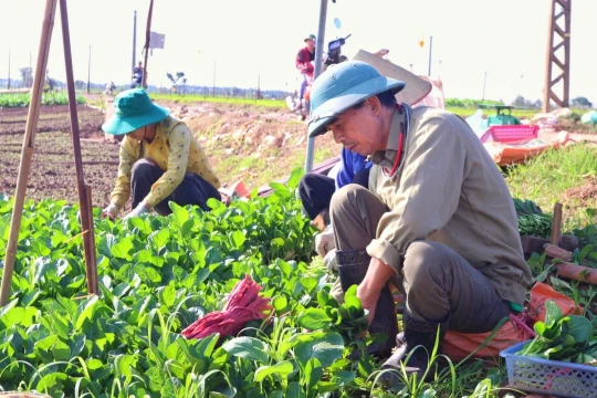 Khơi thông tín dụng cho nông nghiệp xanh
