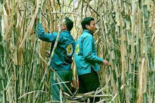 Cơ chế thu hút doanh nghiệp mía đường vào "cuộc đua" giảm phát thải