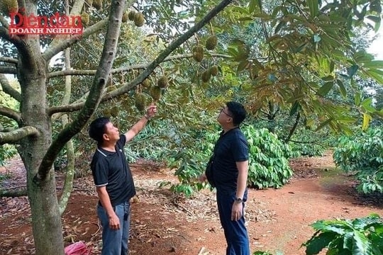 Sầu riêng rớt giá, doanh nghiệp dè dặt vì nỗi lo Cadimi