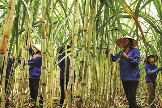 Cơ chế thu hút doanh nghiệp mía đường vào "cuộc đua" giảm phát thải