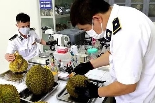 Sầu riêng “kẹt” đầu ra vì cadimi, Thứ trưởng Bộ Nông nghiệp và Môi trường nói gì?