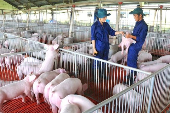 Doanh nghiệp chăn nuôi đẩy mạnh liên kết chuỗi giá trị