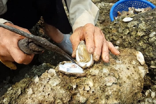 Quảng Ninh: Nan giải bài toán ô nhiễm từ các cơ sở chế biến thủy sản tự phát