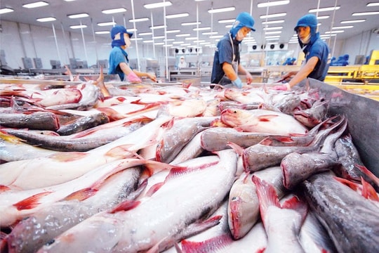 Nhu cầu toàn cầu đối với cá tra sẽ vẫn ổn định trong năm 2026