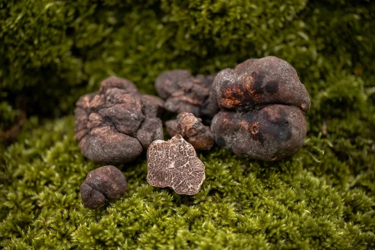 Rượu vang, nấm truffle và mật ong: “Vũ khí mềm” giúp châu Âu viết lại cuộc chiến chống cháy rừng