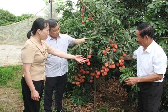 Dư địa nào cho vải trứng Hưng Yên ra thị trường?