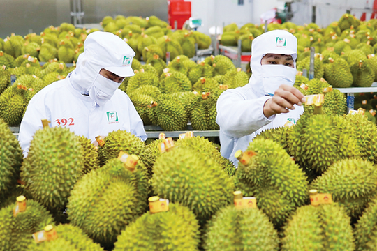 Rau quả Việt bứt phá trên đường đua 10 tỷ USD