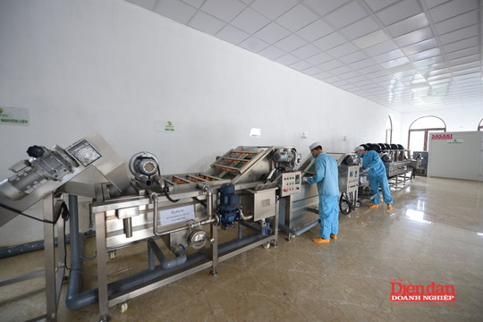 Đề xuất đơn giản hóa nhiều quy định về chăn nuôi