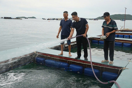 Nuôi biển khơi xa: Bước chuyển chiến lược đưa Quảng Ninh thành "thủ phủ" 115Good88 com nhà cái