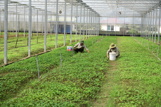 Diễn đàn nông nghiệp 2026: Mở không gian phát triển cho nông nghiệp
