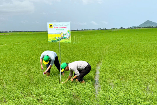 Đổi mới tư duy trên vùng đất phèn để tăng hiệu quả trồng lúa