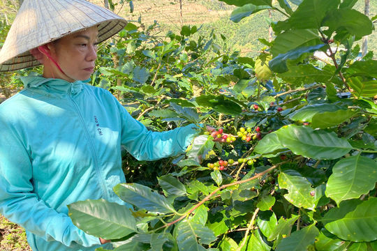 Quảng Trị: Từ sáng kiến đến chuỗi giá trị nông nghiệp