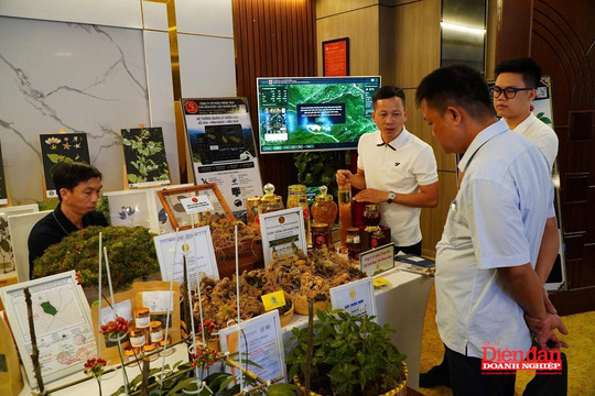 Đà Nẵng mở đường cho chuỗi giá trị tỷ đô từ sâm Ngọc Linh