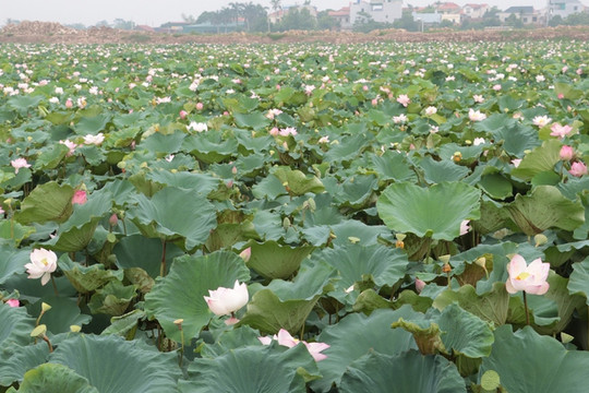 Phát triển cây sen gắn với thương hiệu, du lịch và sinh kế nông thôn