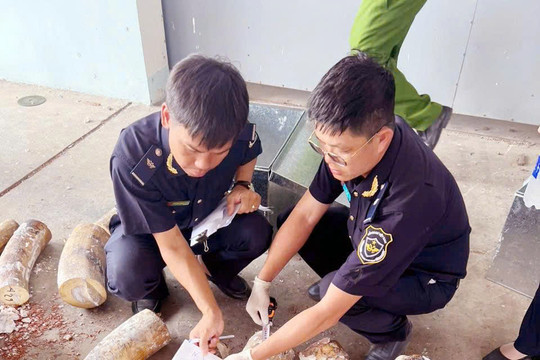 Phát hiện gần 1,2 tấn ngà voi trong 3 container hàng tại cảng Quy Nhơn