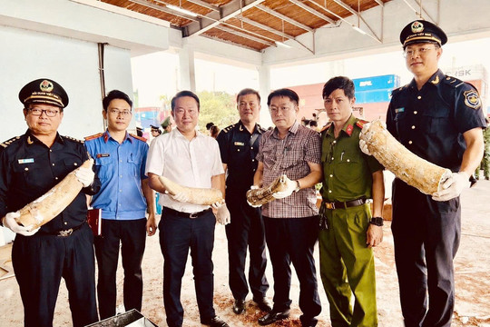 Thấy gì từ vụ 1,2 tấn ngà voi "núp bóng" gỗ nhập khẩu?