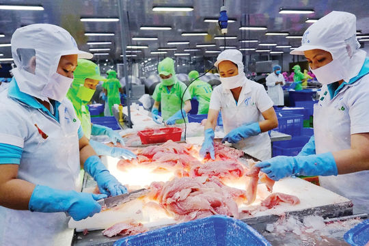 Bài học ứng phó cho cá tra Việt Nam